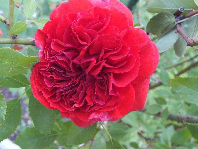  photo geraniumred_zps6a67d0fc.jpg